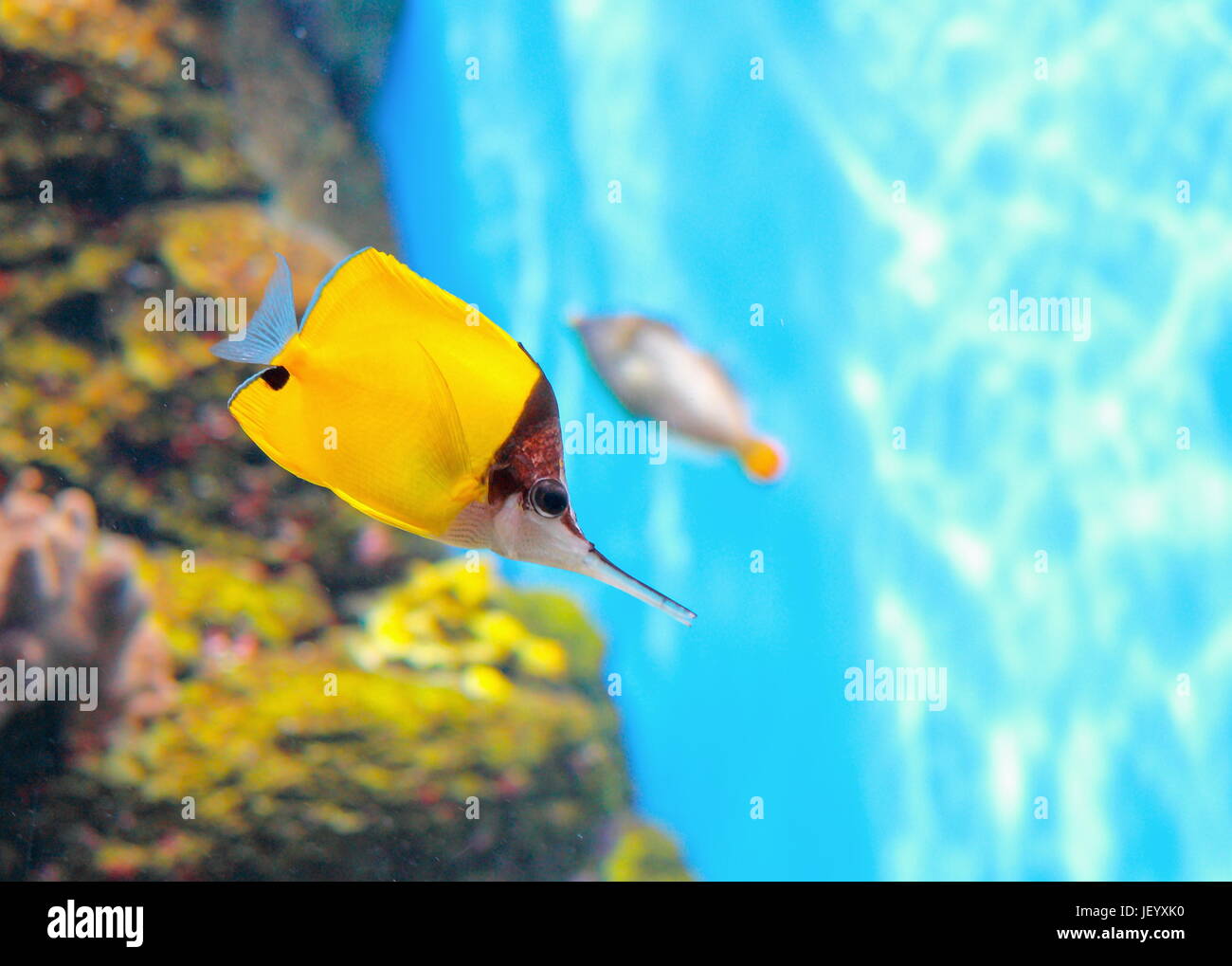 Il giallo butterflyfish longnose ((Forcipiger flavissimus) o il forcipe butterflyfish. Foto Stock