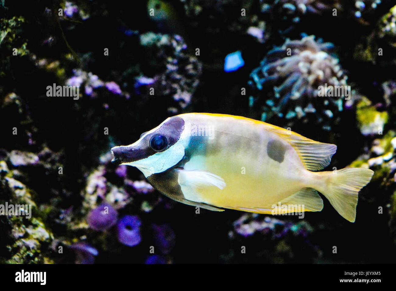 Foxface Rabbitfish - Siganus vulpinus Foto Stock