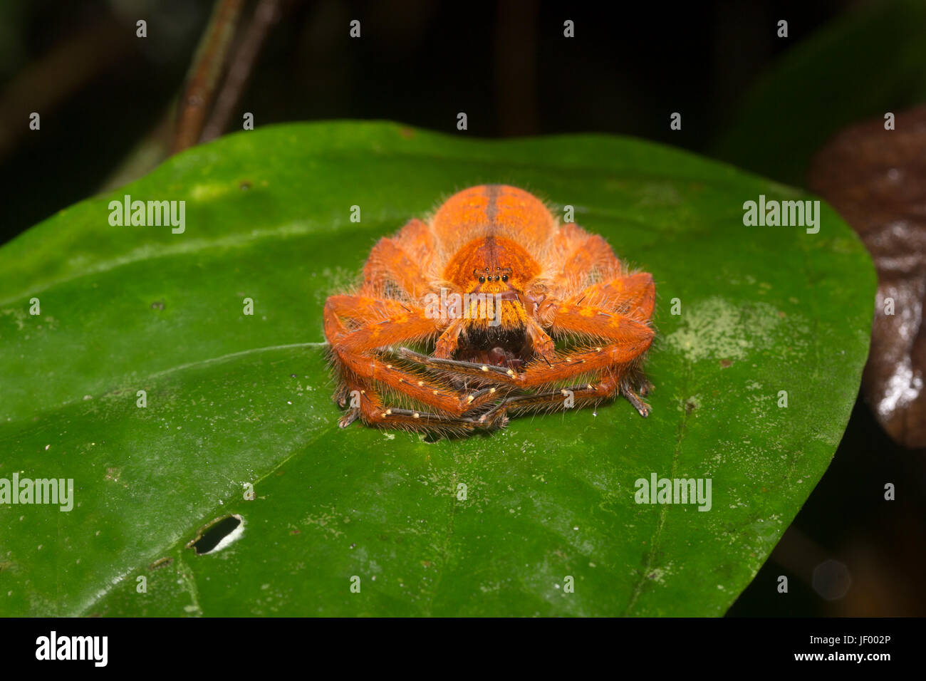 David Bowie Spider Foto Stock