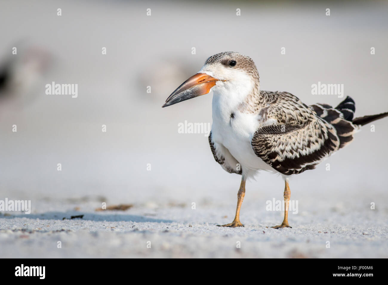 Black Bird skimmer su una spiaggia di sabbia bianca. Foto Stock