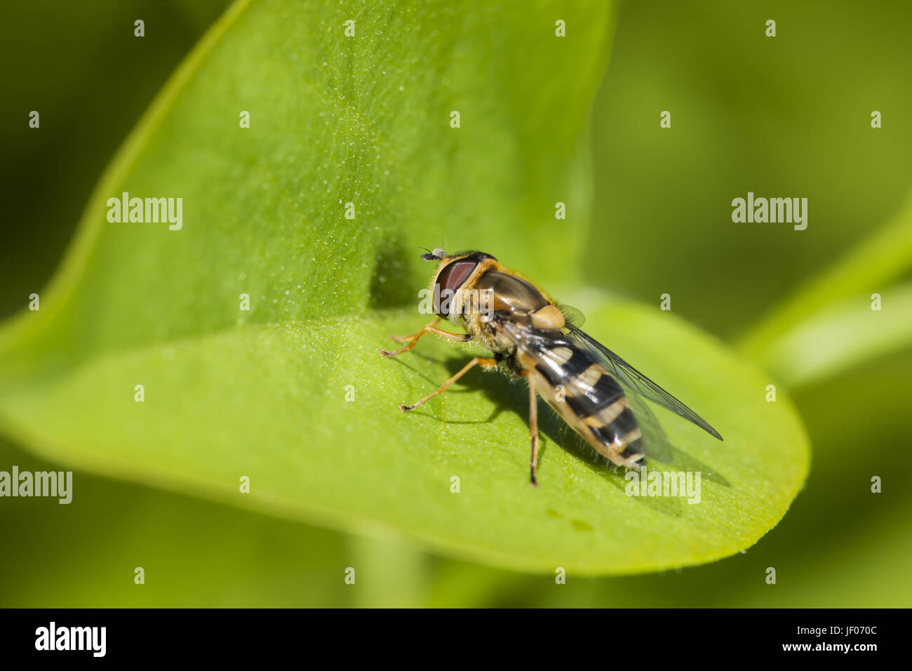 Sericomyia silentis left Foto Stock