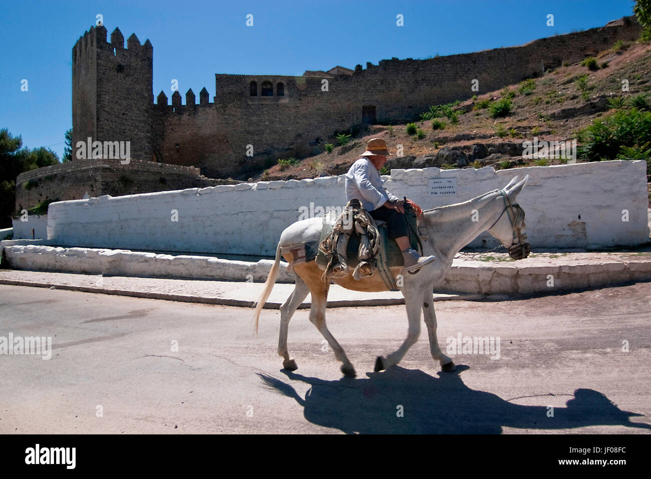 Il sambuco passeggiate in asino vicino alla Torre della Barbacana, Sabiote, Jaen, Spagna Foto Stock