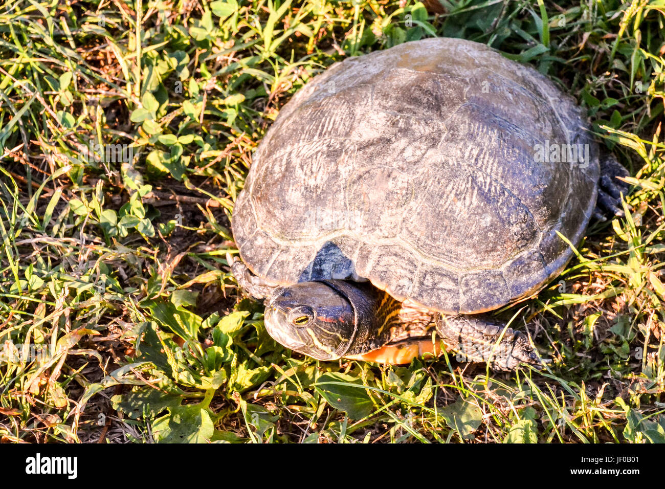 Trachemys scripta elegans tartaruga Foto Stock