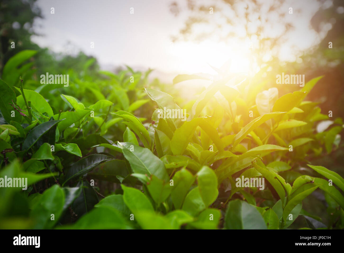 Verdi campi di tè al tramonto Foto Stock