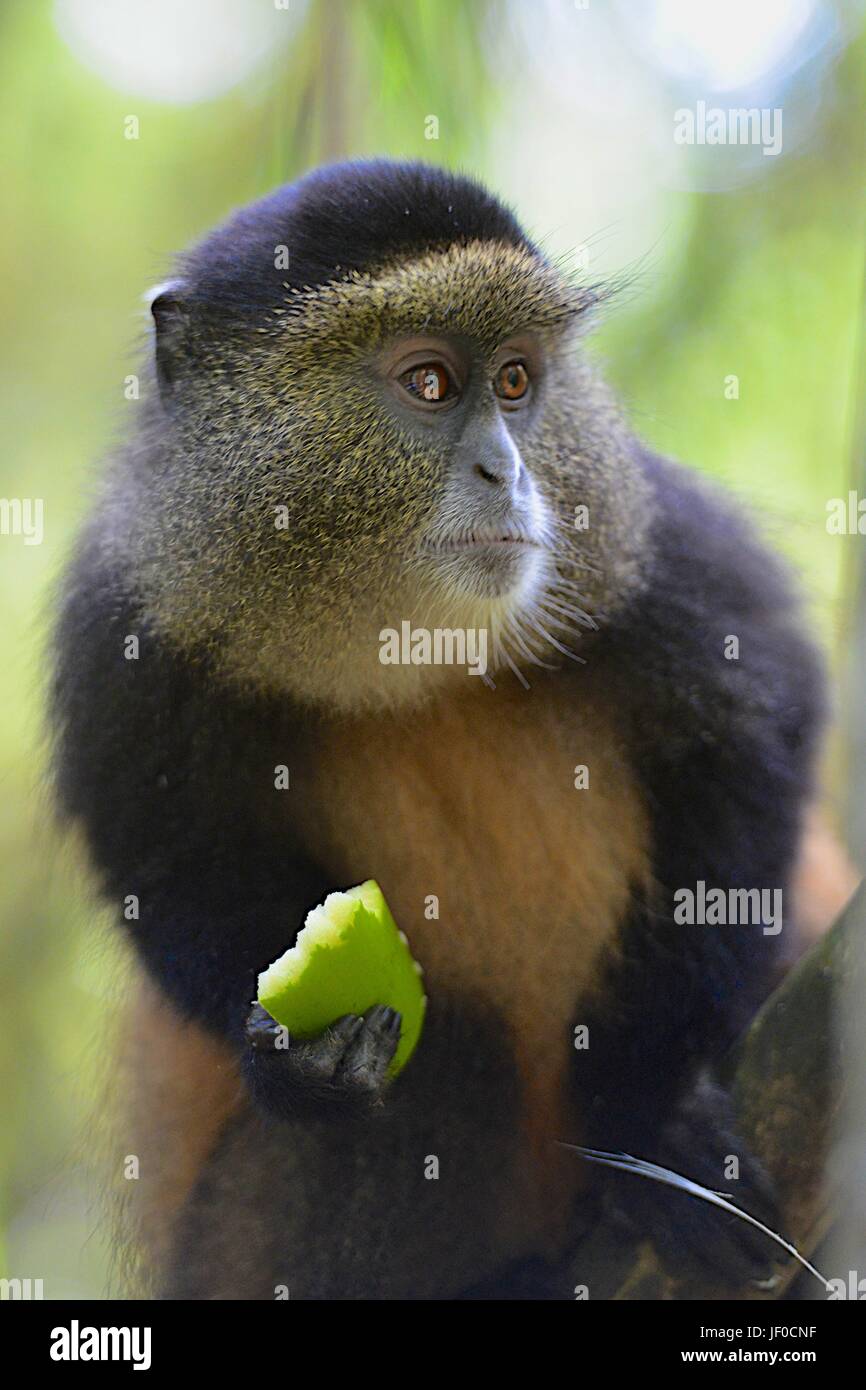 Scimmia dorata, anche una specie in via di estinzione Foto Stock