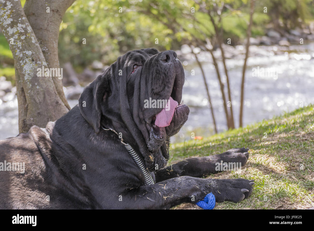 Grande cane nero appoggiato alla natura Foto Stock