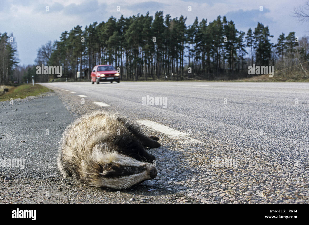 Un badger è una vittima del traffico stradale Foto Stock