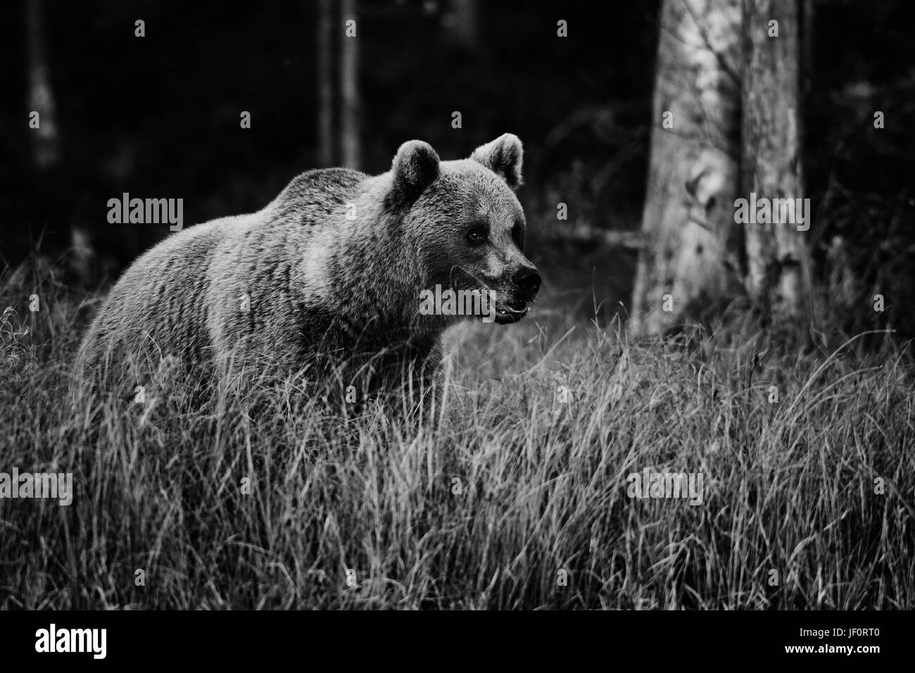 Orso bruno in bosco nordico - Finlandia Foto Stock