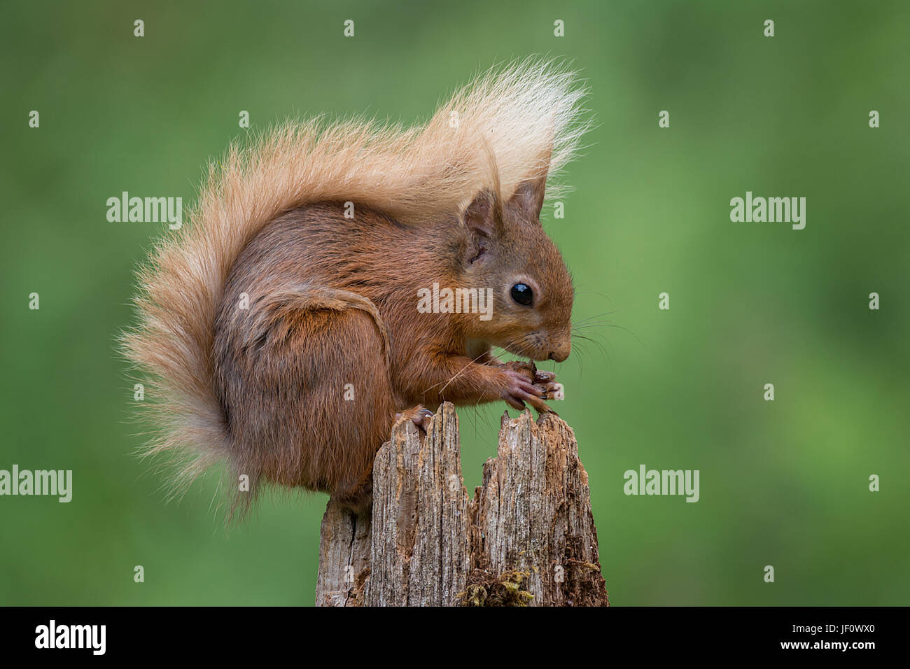 Close up e posa tipica di uno scoiattolo rosso seduto sulla parte superiore di un montante di mangiare una nocciola e visualizzando la sua coda folta Foto Stock