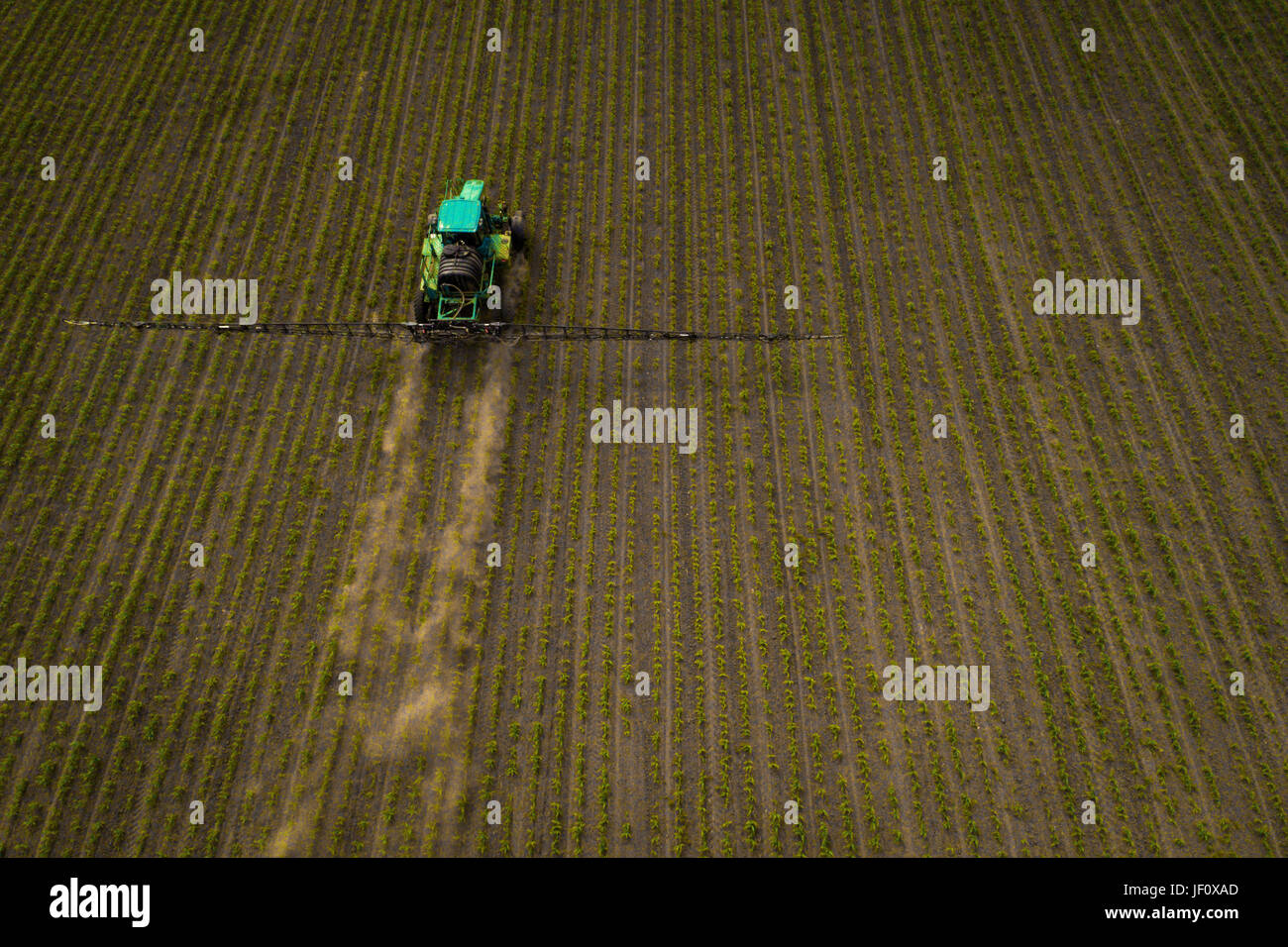 Un trattore blu si sposta attraverso il campo primaverile e spray fertilizzanti su piante piantate su di esso. Molla di trasformazione delle colture agricole. Vista da sopra Foto Stock