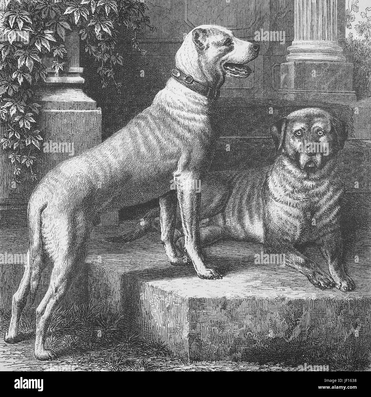 Illustrazione storico di alano, una grande razza tedesca del cane domestico, deutsche Dogge, tedesco Dogge, uno ha attraccato o cropoed orecchie, grappe, ritaglio digitale riproduzione migliorata da un originale stampa dal 1888 Foto Stock