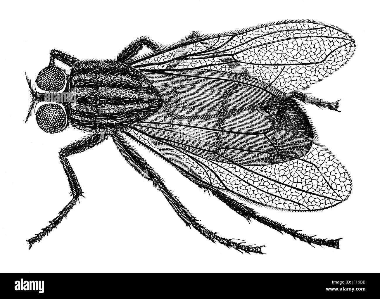 Illustrazione storica di un housefly, Musca domestica, Digitale riproduzione migliorata da un originale stampa dal 1888 Foto Stock