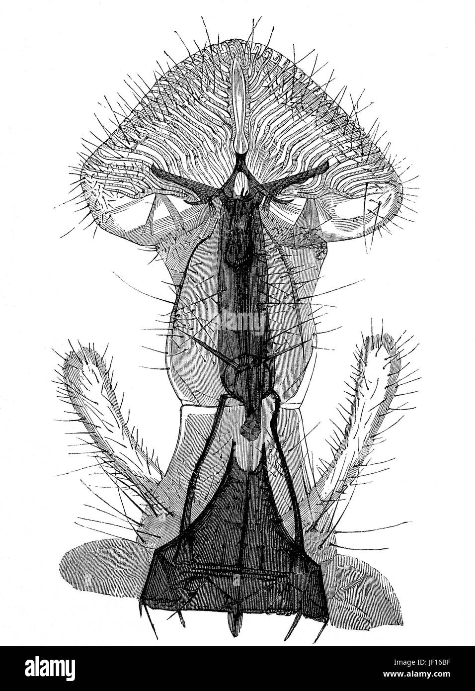 Illustrazione storica di un housefly, dettaglio di labellum, pseudotracheae e punta, Musca domestica, Digitale riproduzione migliorata da un originale stampa dal 1888 Foto Stock