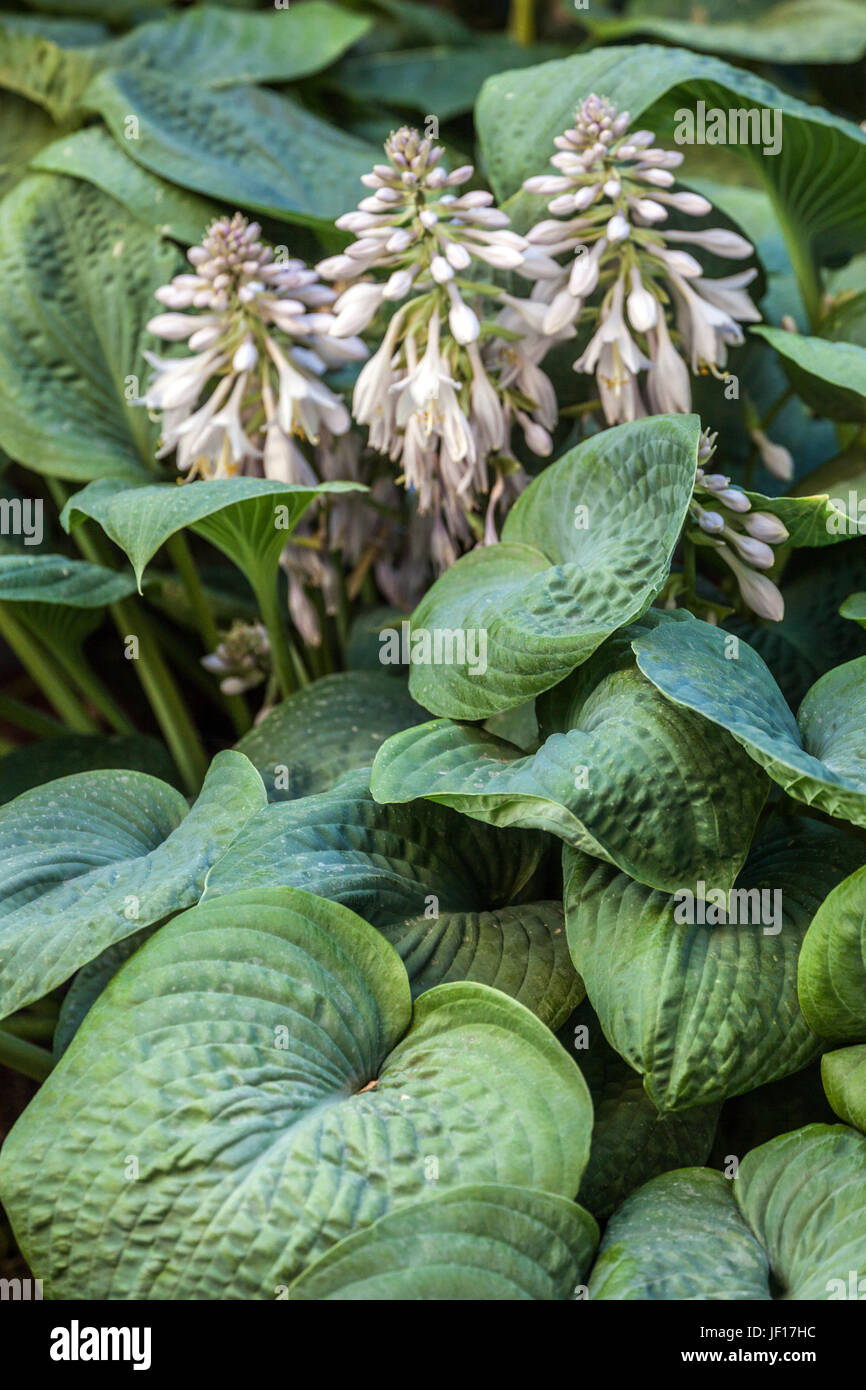 Hosta con grandi foglie e fiori di colore bianco Foto stock - Alamy