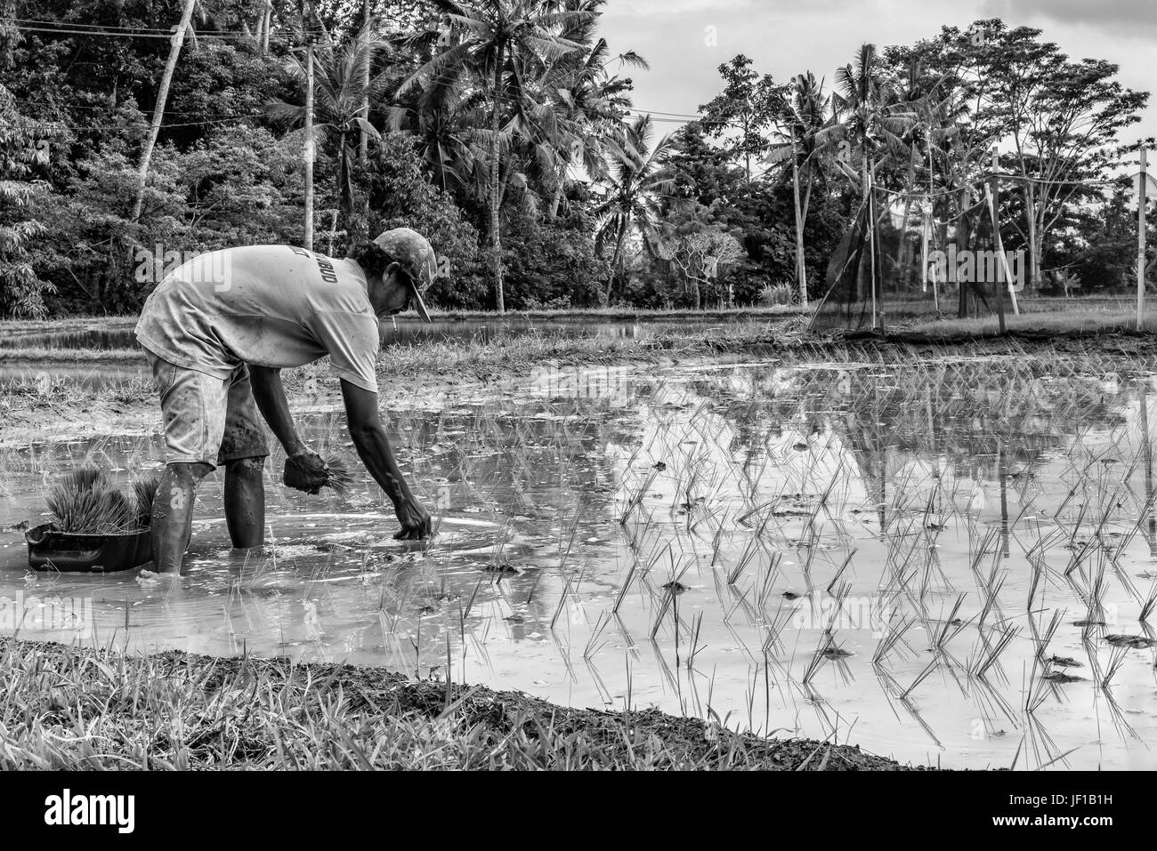 Foto in bianco e nero di agricoltore di piantare pianticelle di riso in una risaia, in Ubud, Indonesia. Foto Stock