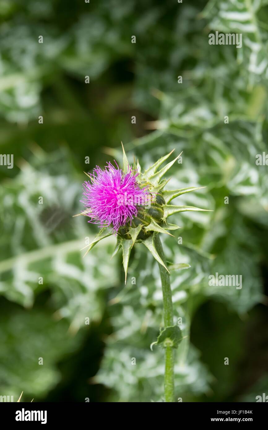 Silybum marianum ha altri nomi comuni includono cardus marianus, cardo, beata milkthistle, cardo mariano, Maria thistle, Saint Mary's thistle Foto Stock