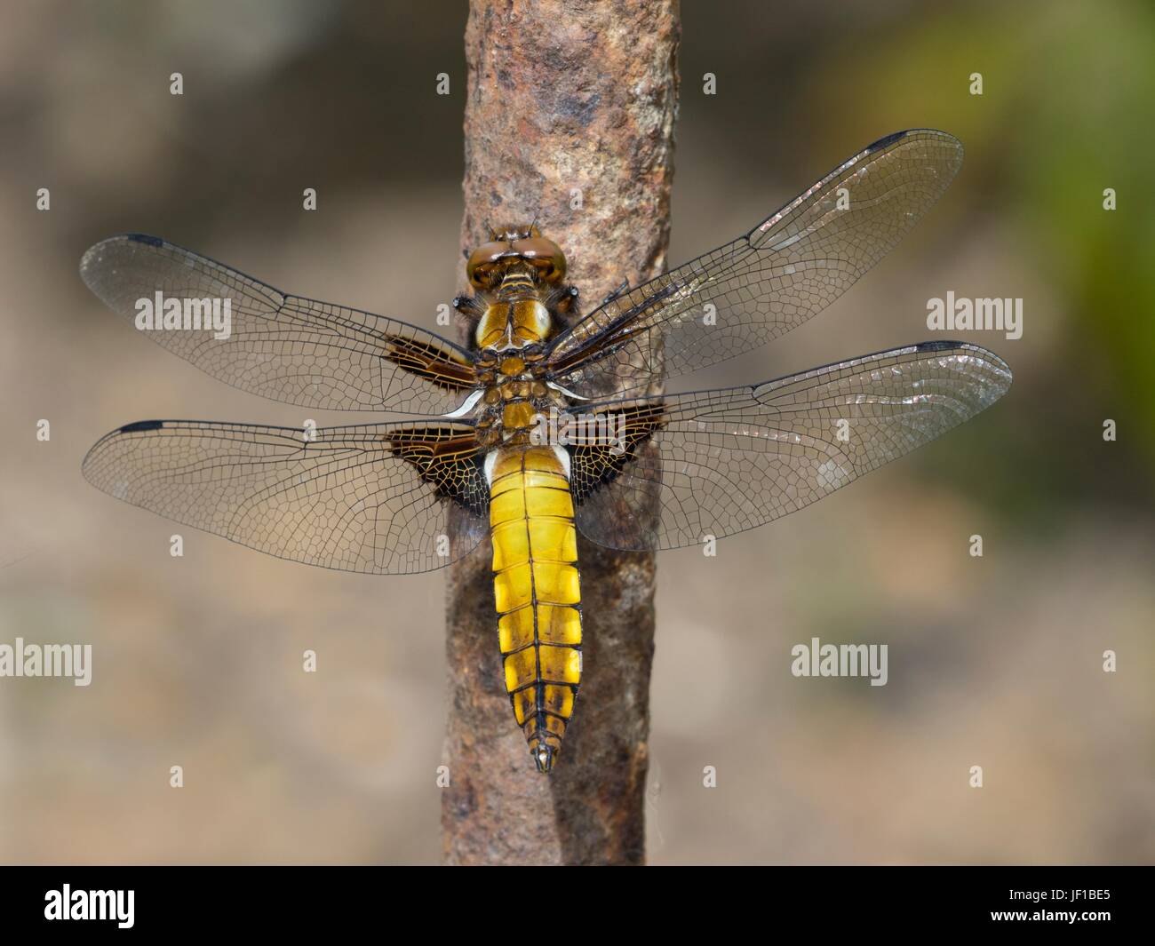 Libellula depressa, ampia corposo chaser, teneral maschio. Foto Stock