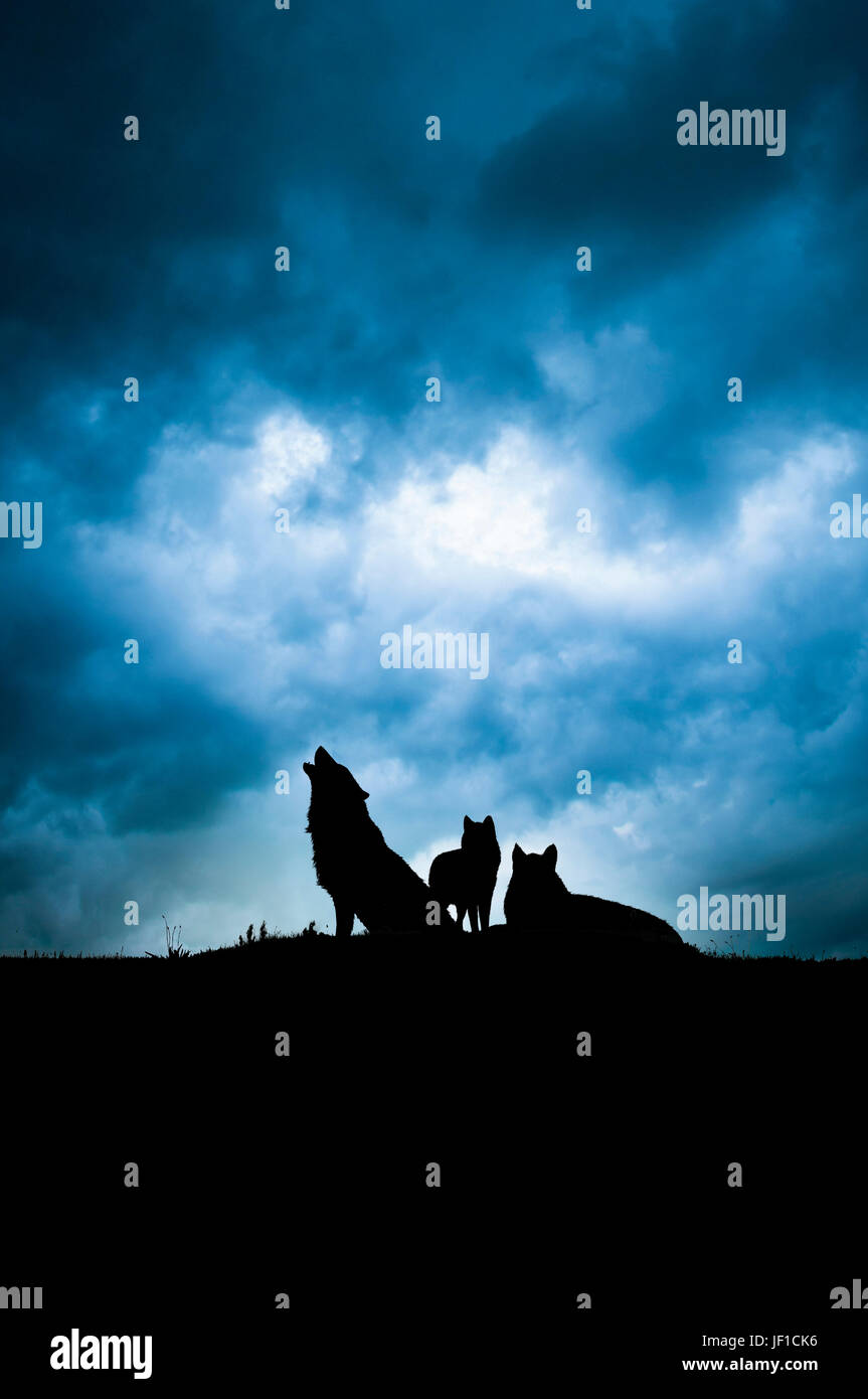 Pack di lupi in silhouette di notte, uno di loro ululati Foto Stock Pack di lupi in silhouette di notte, uno di loro ululati Foto Stock