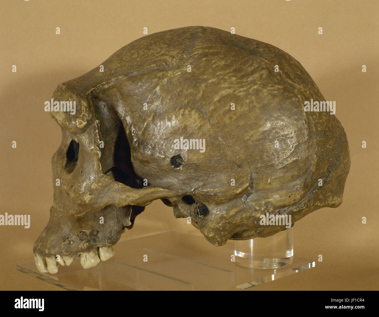 Homo rhodeiensis. Hominin, genere Homo. Broken Hill, Zambia. Pleistocene. Il cranio. Replica. Il Museo Archeologico di Catalogna. Foto Stock