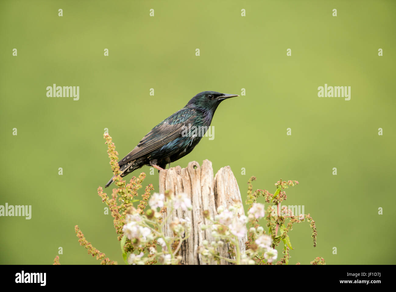 Starling comune (Sturnus vulgaris) fotografato su un vecchio posto di legno, fine stagione di riproduzione Foto Stock