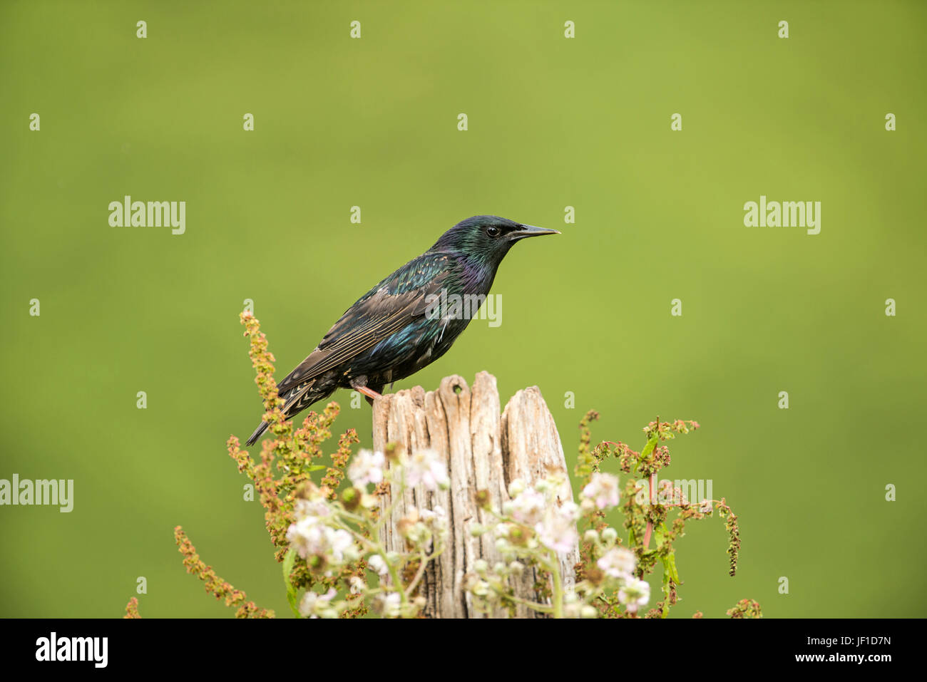 Starling comune (Sturnus vulgaris) fotografato su un vecchio posto di legno, fine stagione di riproduzione Foto Stock