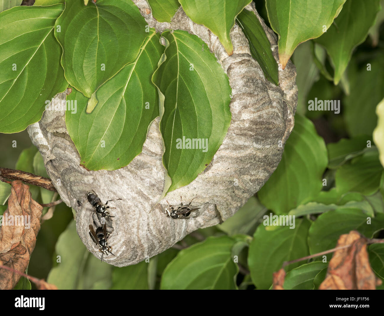 Nido di calabroni nelle foglie di albero Foto Stock