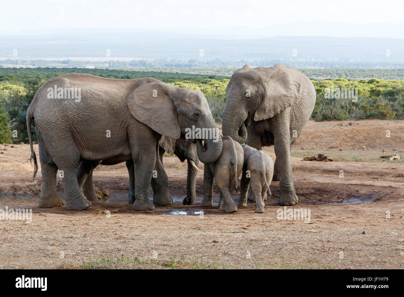 La famiglia del Bush africano Elefante proteggendo i loro giovani Foto Stock