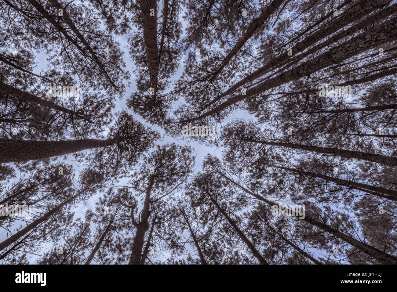 Foresta di Pini (pinus Hutan Imogiri, Indonesia) visto dal di sotto. Foto Stock