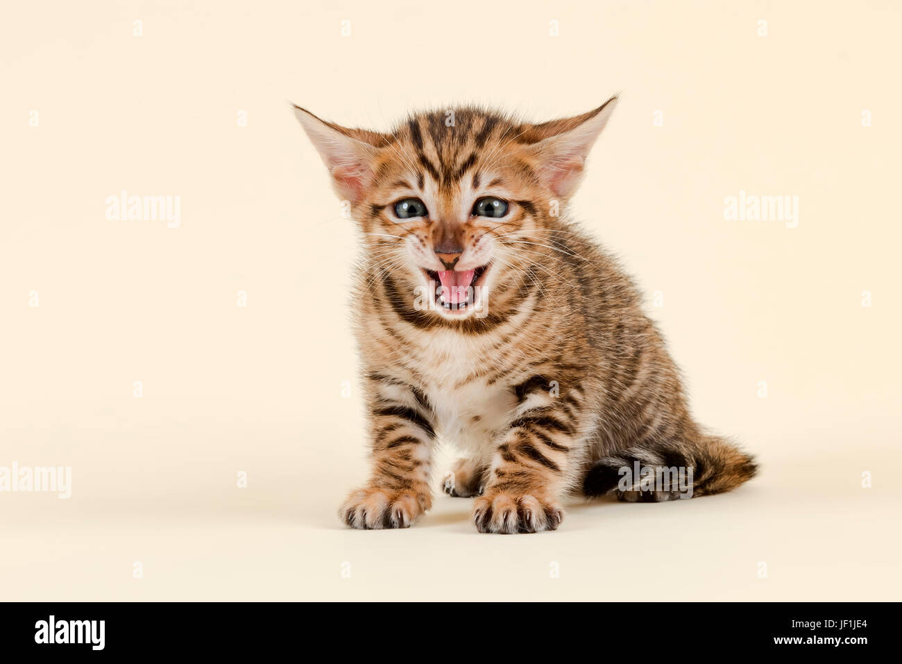 Toyger (Felis silvestris catus), di età di 6 settimane, colore marrone, tabby, seduto, sibilo Foto Stock