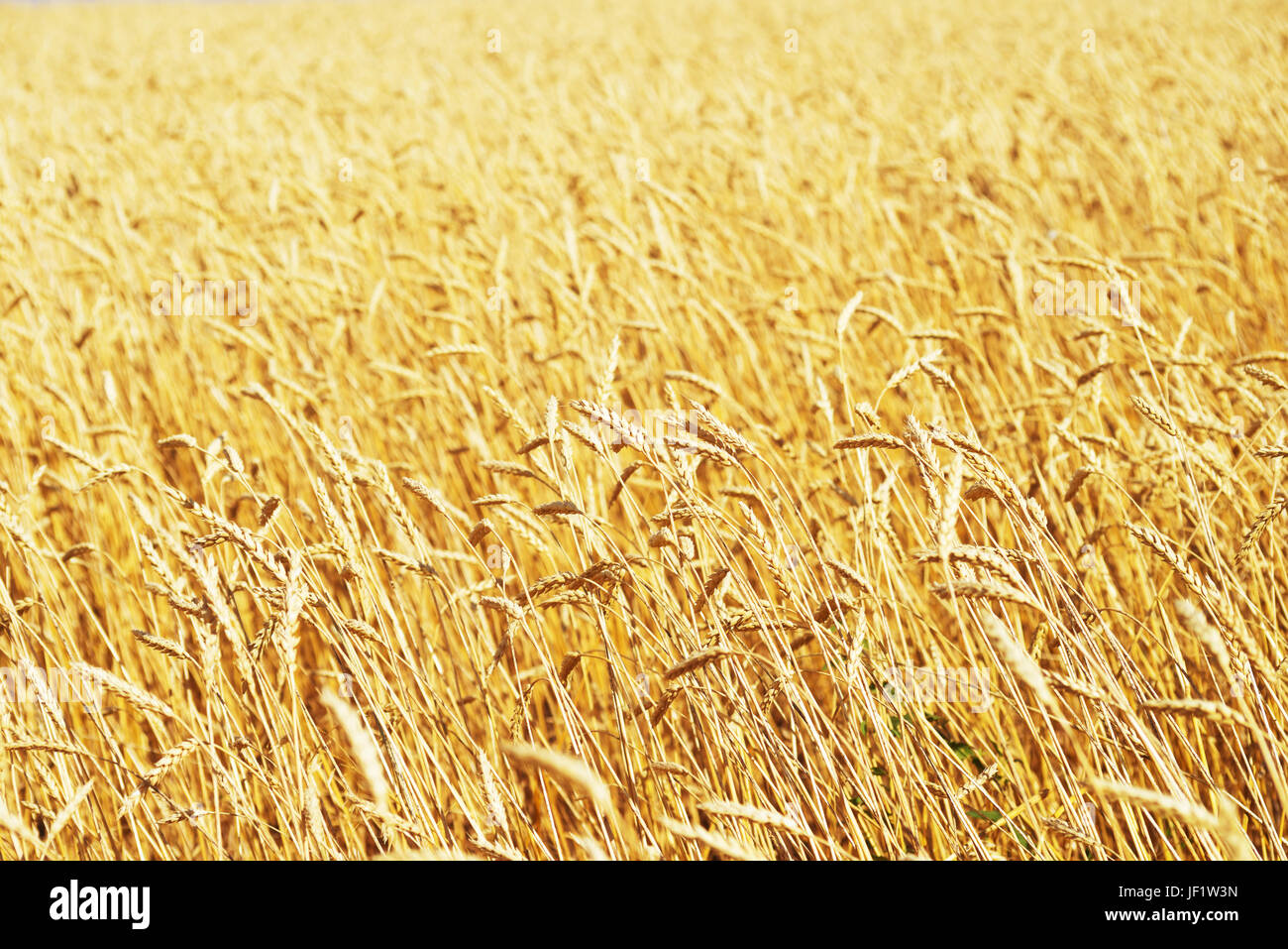 Golden campo di grano Foto Stock