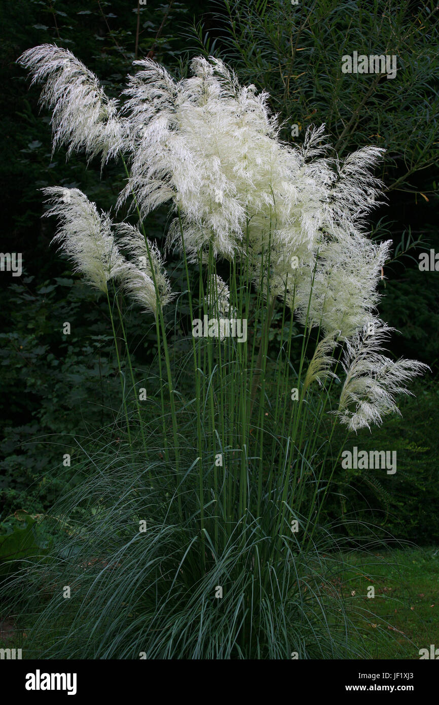 Pampa erba, Cortaderia selloana Foto Stock