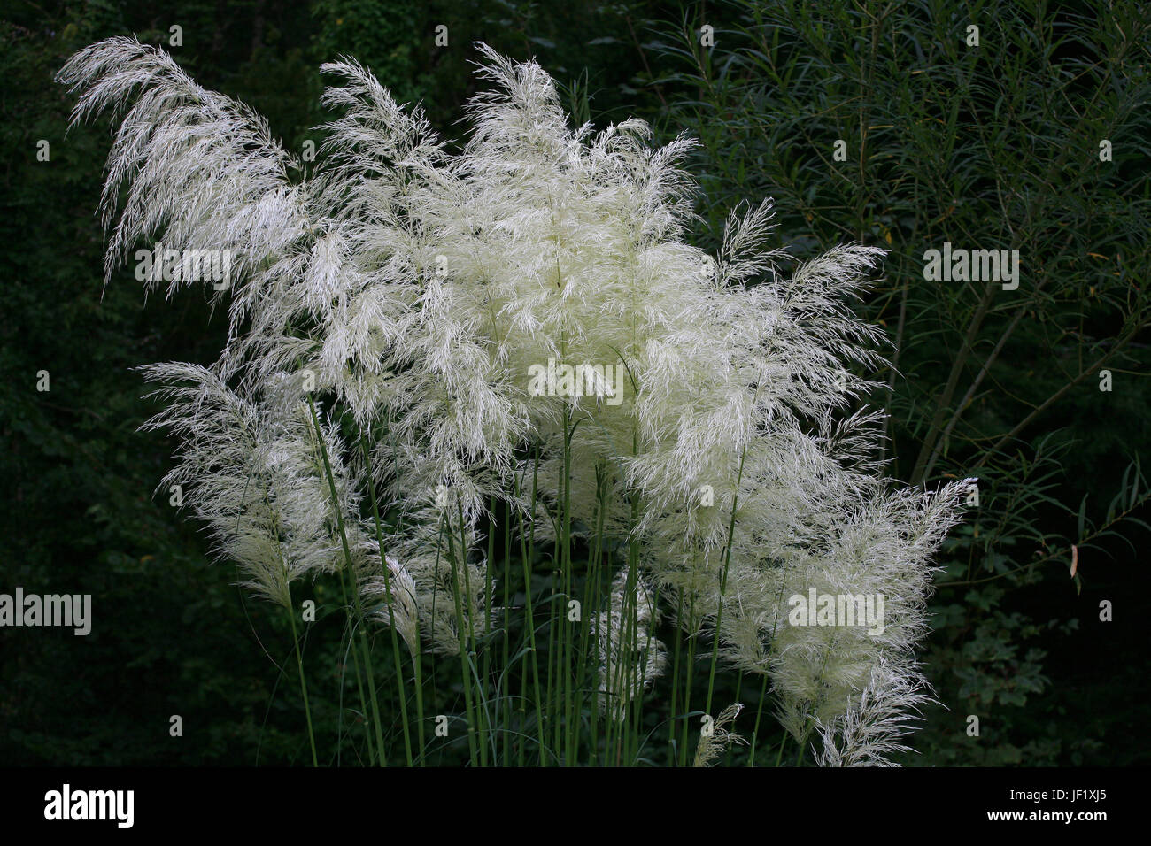 Pampa erba, Cortaderia selloana Foto Stock
