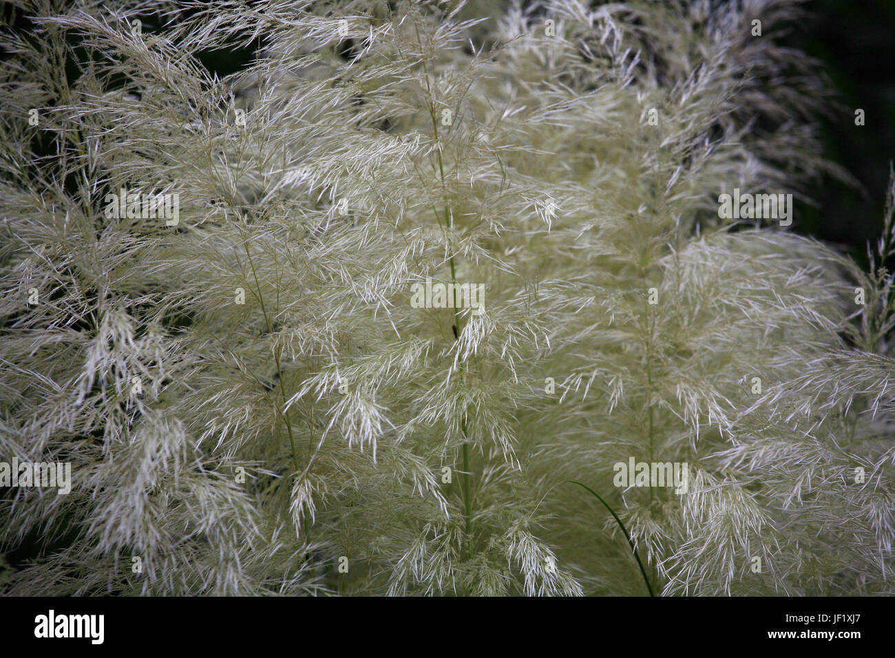 Pampa erba, Cortaderia selloana Foto Stock