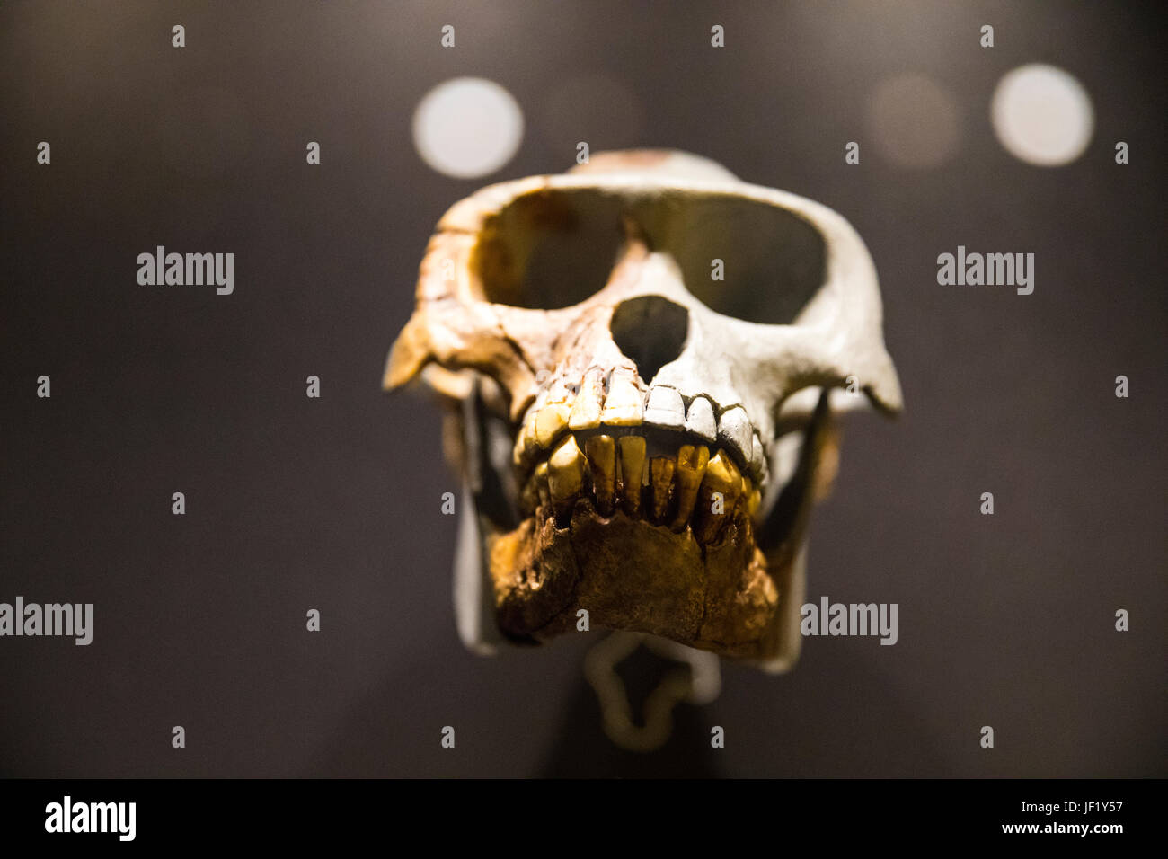 Cranio - evoluzione umana gallery presso il Museo di Storia Naturale di Londra Regno Unito Regno Unito Foto Stock