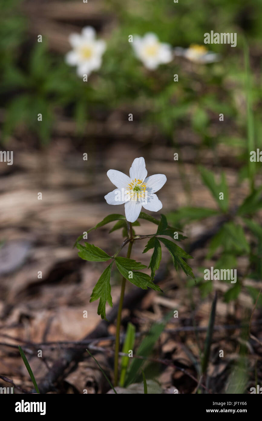 Bella hepaticas bianco su uno sfondo naturale in primavera Foto Stock