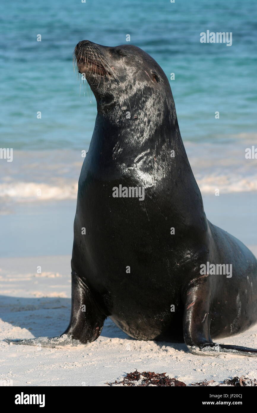 Galapagos Sea Lion Zalophus wollebaeki Foto Stock