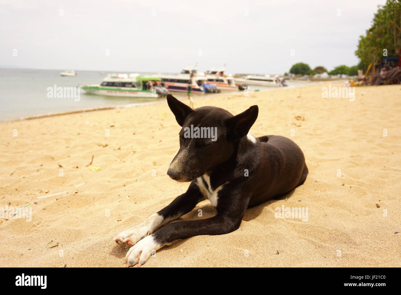 Cane selvatico che ho trovato in Sanur Beach, Denpasar. Molto docili cane ovviamente, spero che un giorno che il cane verrà adottato da qualcuno che ama davvero. Foto Stock