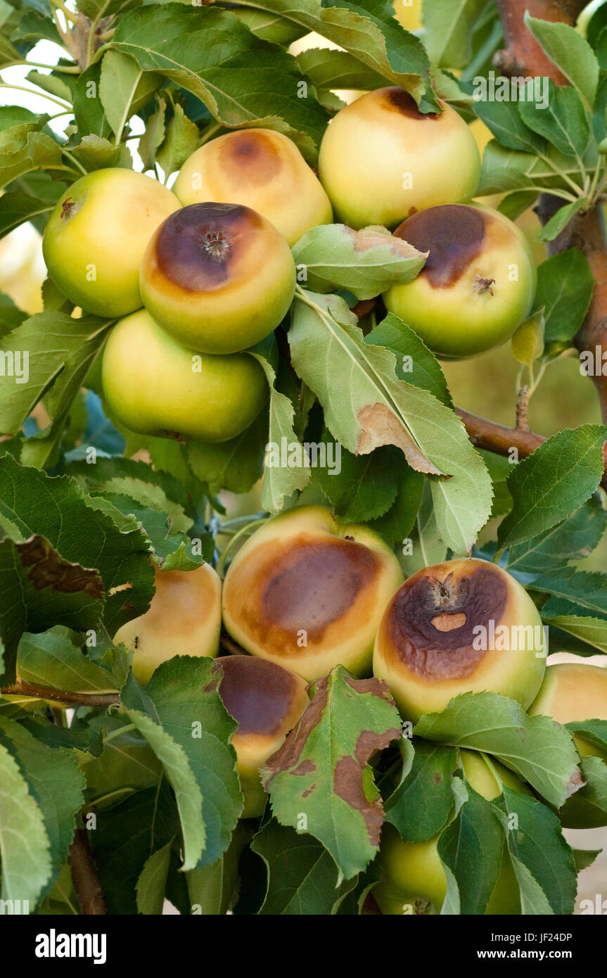 Le mele Granny Smith bruciati dalla devastazione 47°C ondata di calore e i forti venti del nord, letteralmente la cottura i frutti degli alberi. Foto Stock