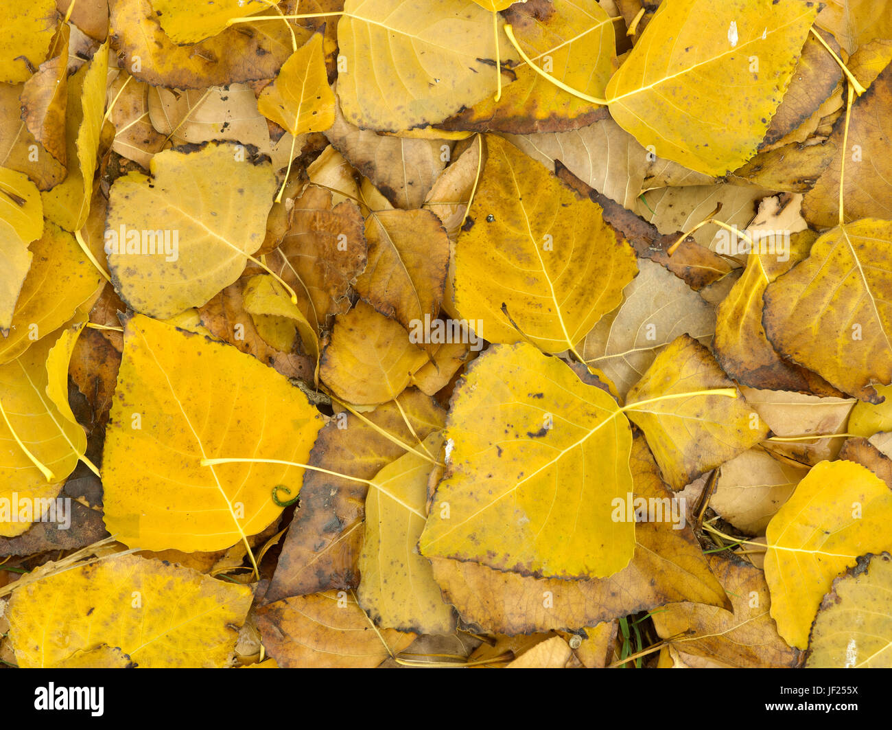 Fine dell'autunno. Foglie di pioppo cucciolata il terreno. Inverno, Australia. Foto Stock