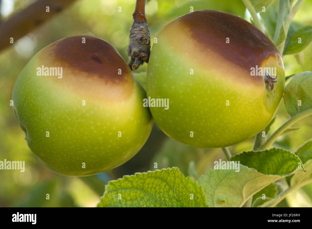 Imature le mele Granny Smith su albero che mostra segni evidenti di aver sunburt da eccessive temperature estive. Frutta esposta su questo albero era tutti Foto Stock