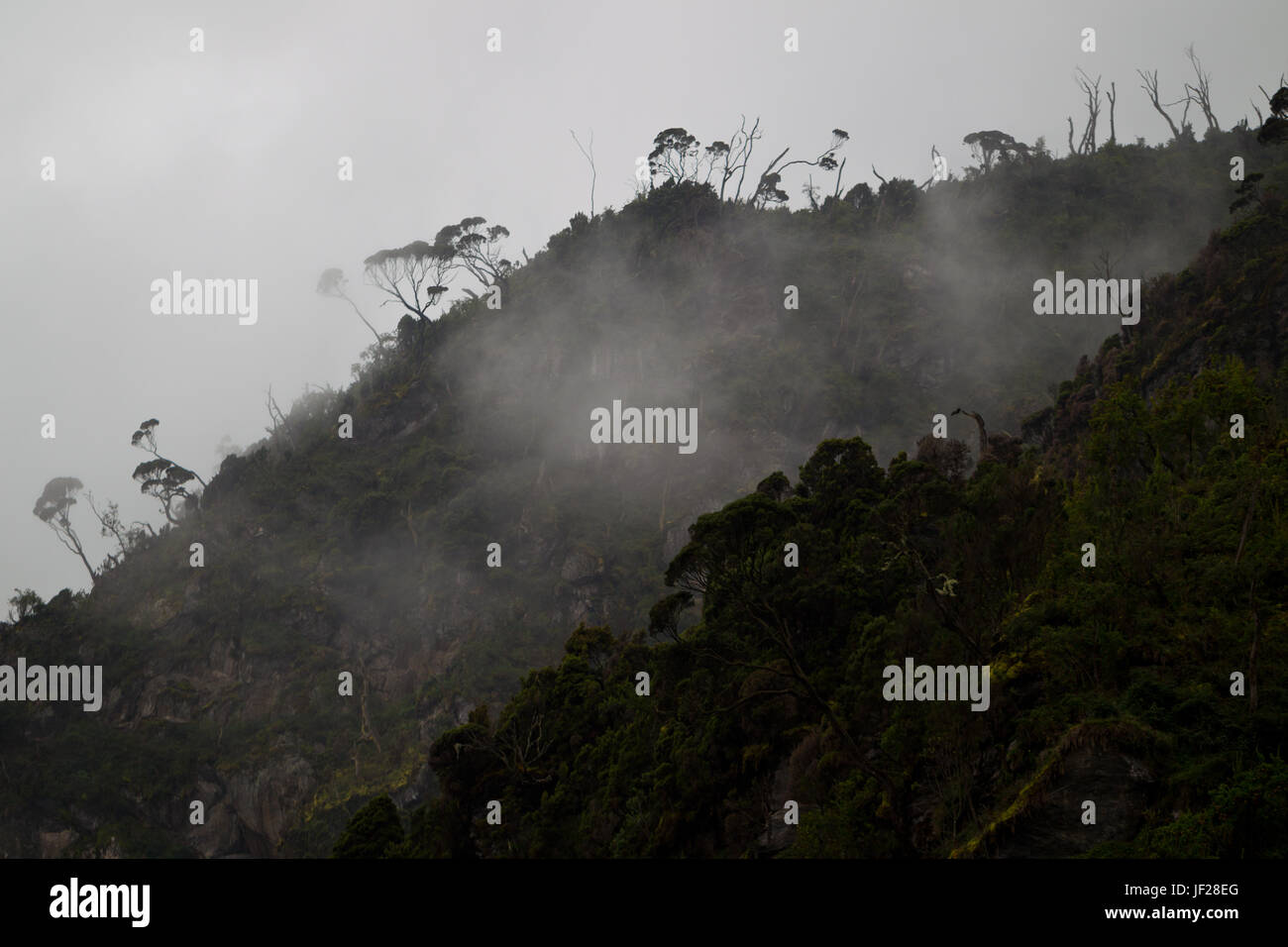 Afro montane collina boschiva ripristino da danni da incendio, percorso Kilembi, Rwenzori National Park, Kasese District in Uganda. Foto Stock