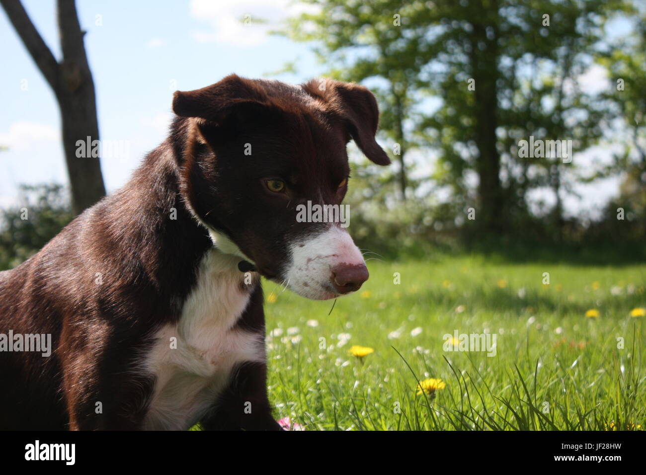 Rivestimento liscio di colore rosso e bianco Border Collie cane Foto Stock