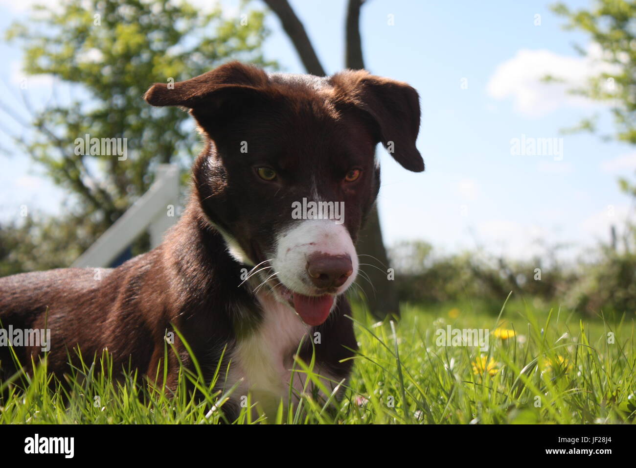 Rivestimento liscio di colore rosso e bianco Border Collie cane Foto Stock