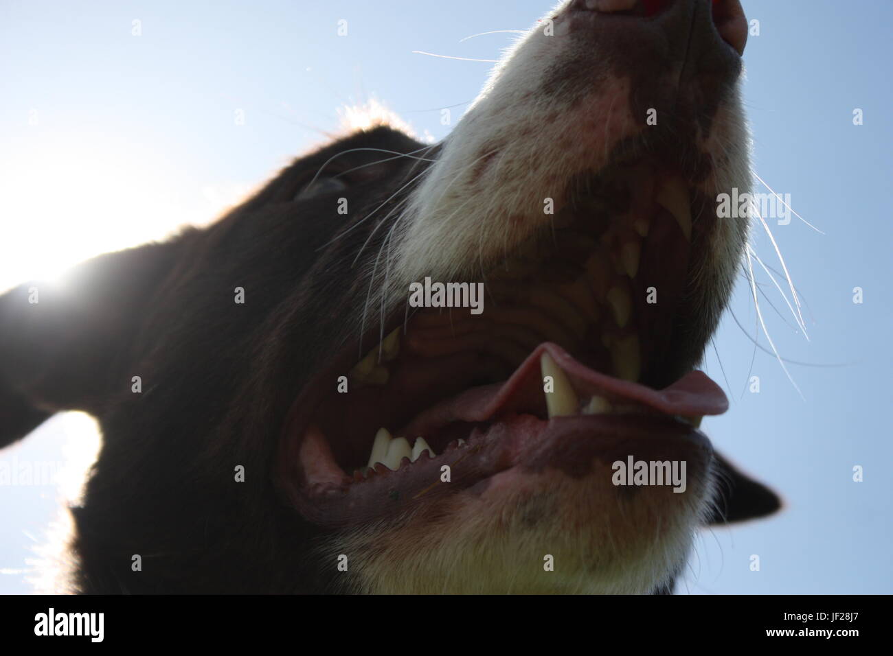 Rivestimento liscio di colore rosso e bianco Border Collie cane Foto Stock