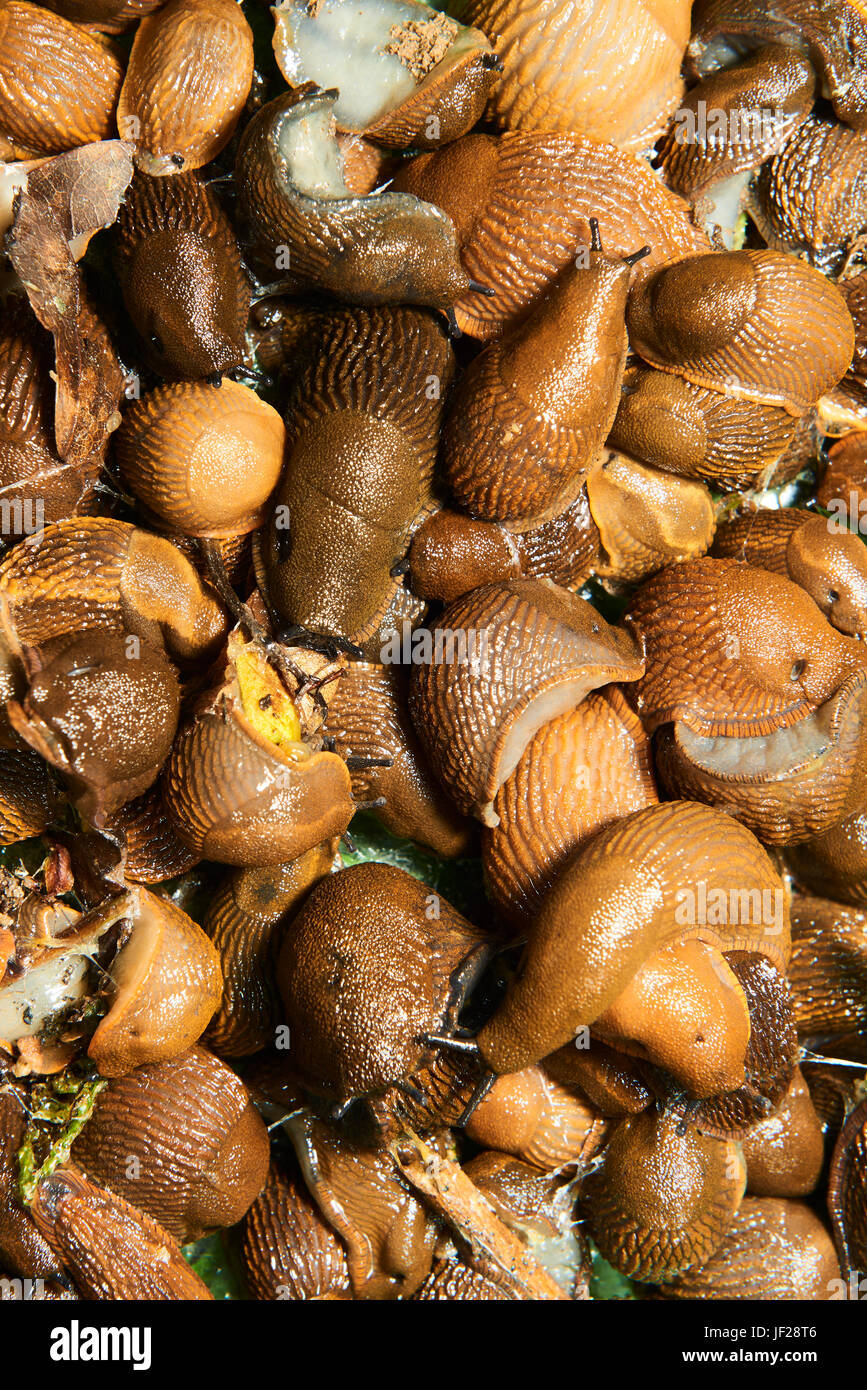 La fuga di slug da acquario dove sono raccolte dal giardino spagnolo slug (Arion vulgaris) invasione nel giardino. slug invasiva. Giardino problema in europ Foto Stock