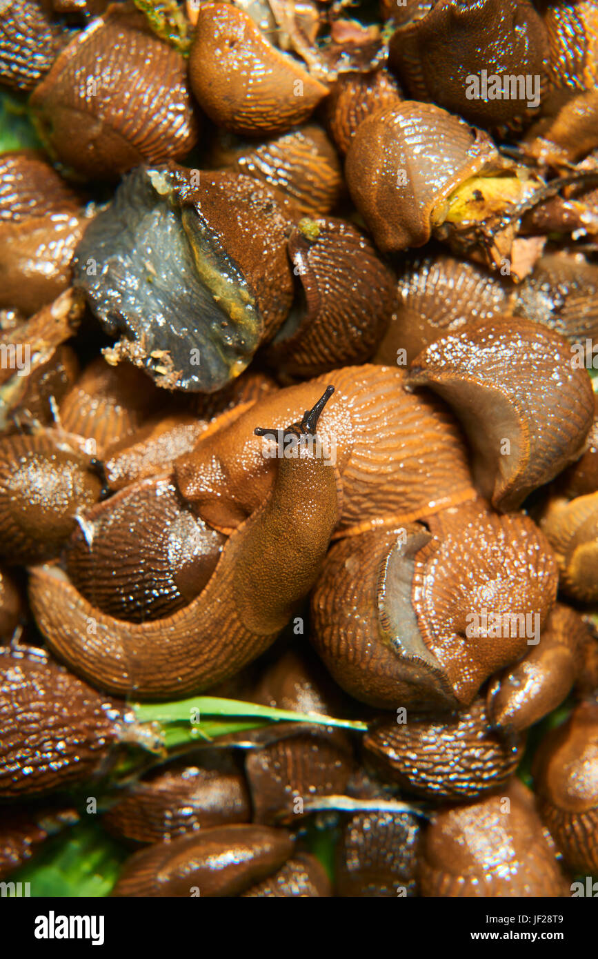 La fuga di slug da acquario dove sono raccolte dal giardino spagnolo slug (Arion vulgaris) invasione nel giardino. slug invasiva. Giardino problema in europ Foto Stock
