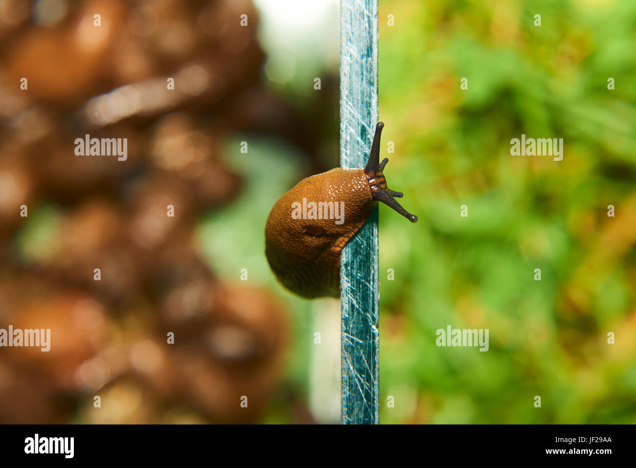 La fuga di slug da acquario dove sono raccolte dal giardino spagnolo slug (Arion vulgaris) invasione nel giardino. slug invasiva. Giardino problema in europ Foto Stock