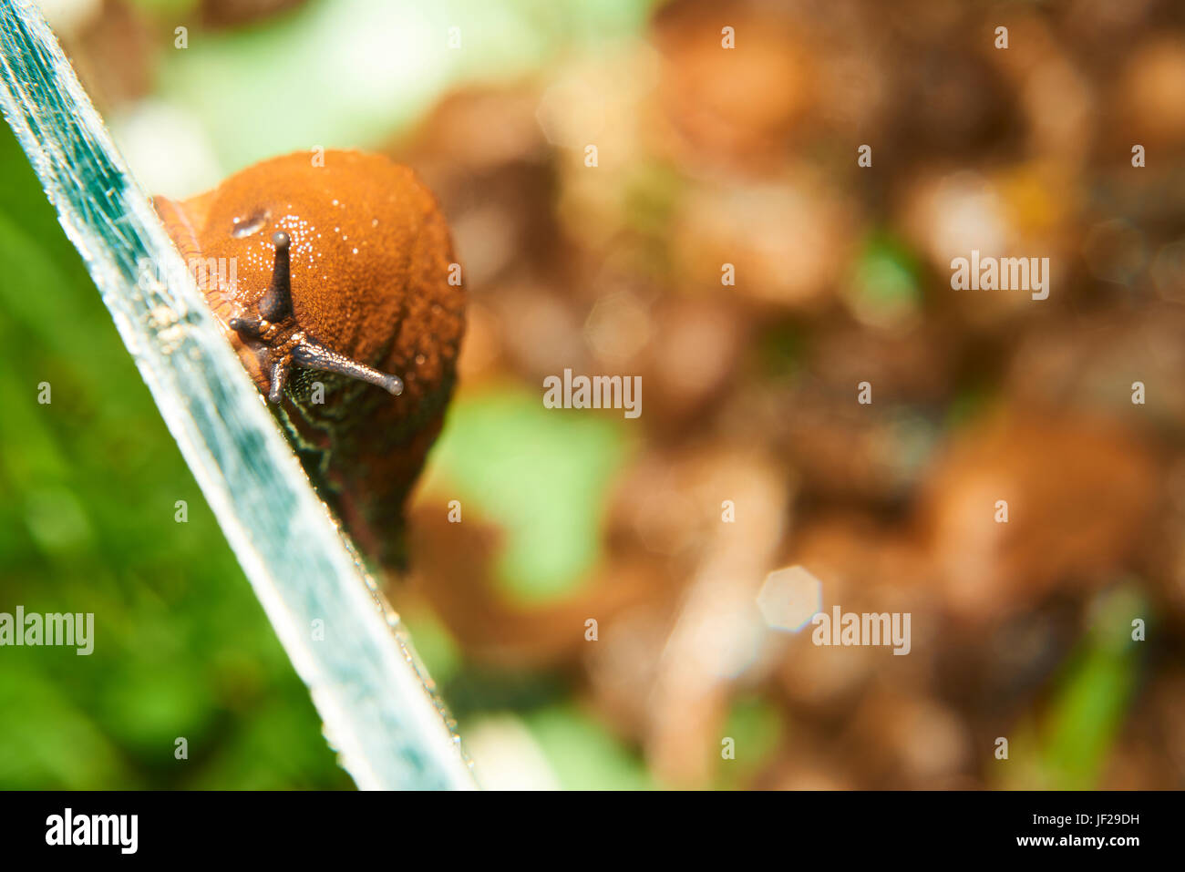 La fuga di slug da acquario dove sono raccolte dal giardino spagnolo slug (Arion vulgaris) invasione nel giardino. slug invasiva. Giardino problema in europ Foto Stock
