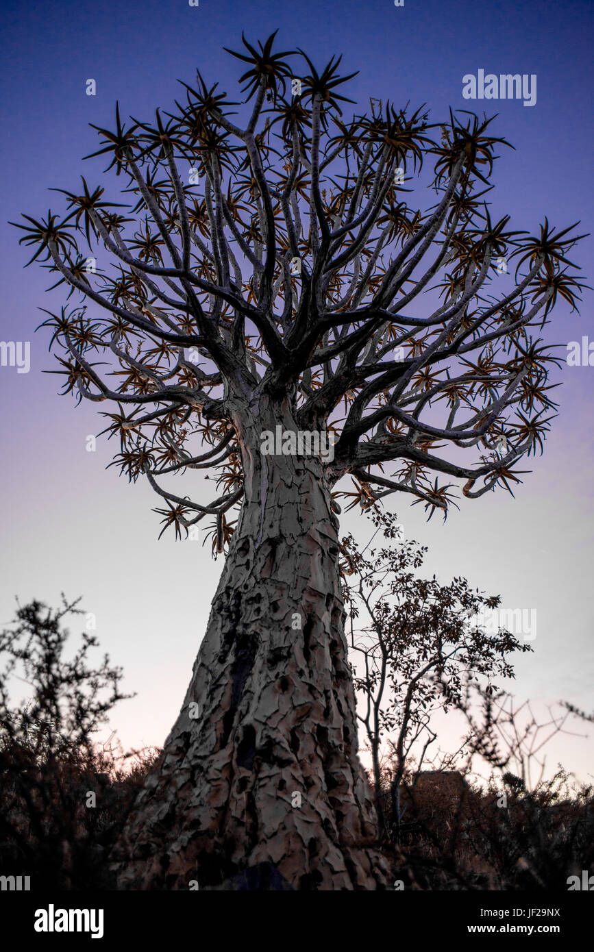 Faretra Tree al tramonto Foto Stock