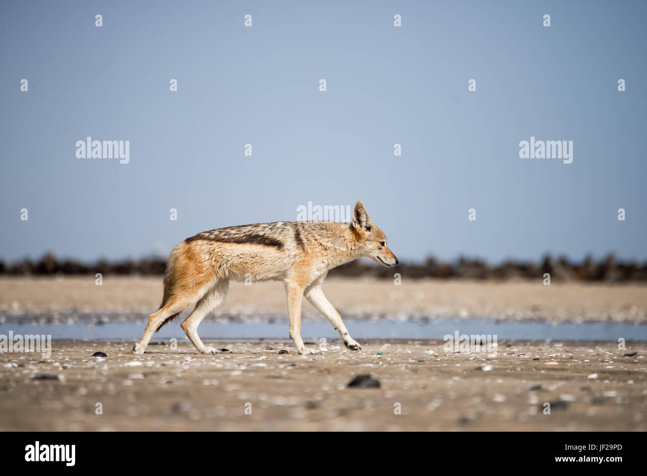 La parte posteriore in nero Jackal passeggiate lungo la spiaggia Foto Stock